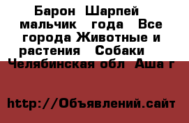 Барон (Шарпей), мальчик 3 года - Все города Животные и растения » Собаки   . Челябинская обл.,Аша г.